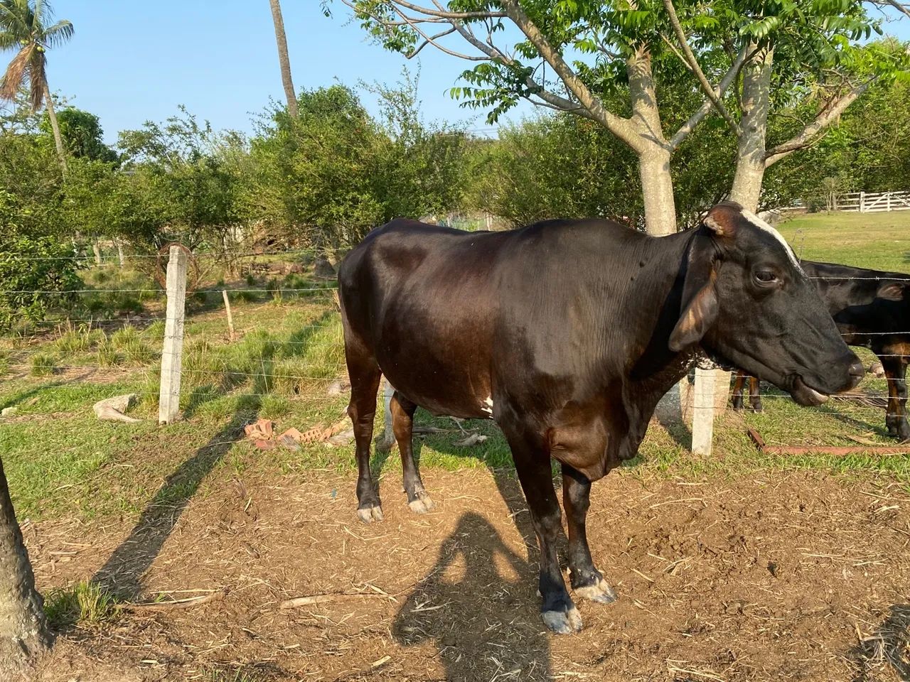 Vaca Girolando - Foto 4