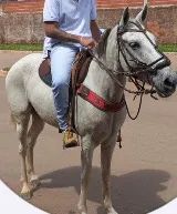 Vendo égua  - Foto 3