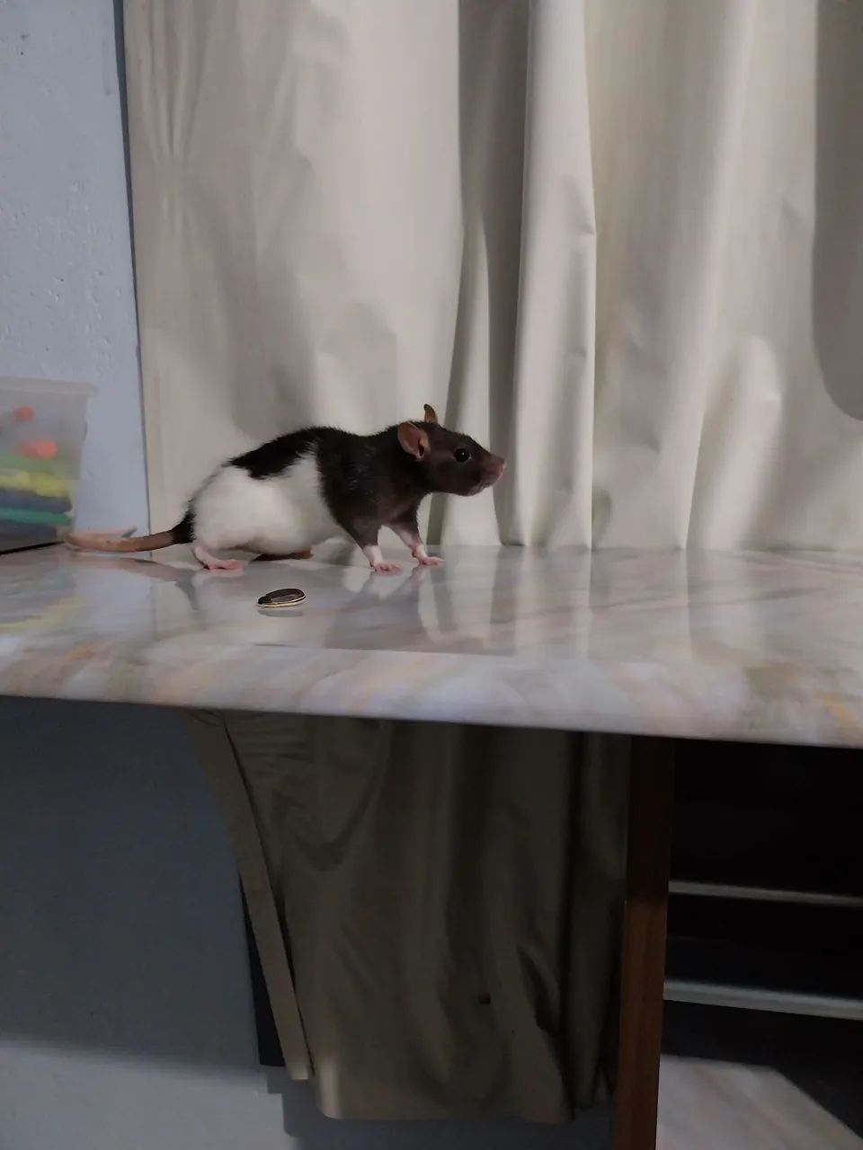 Doação de uma linda Ratinha de estimação dócil e amigável  - Foto 2