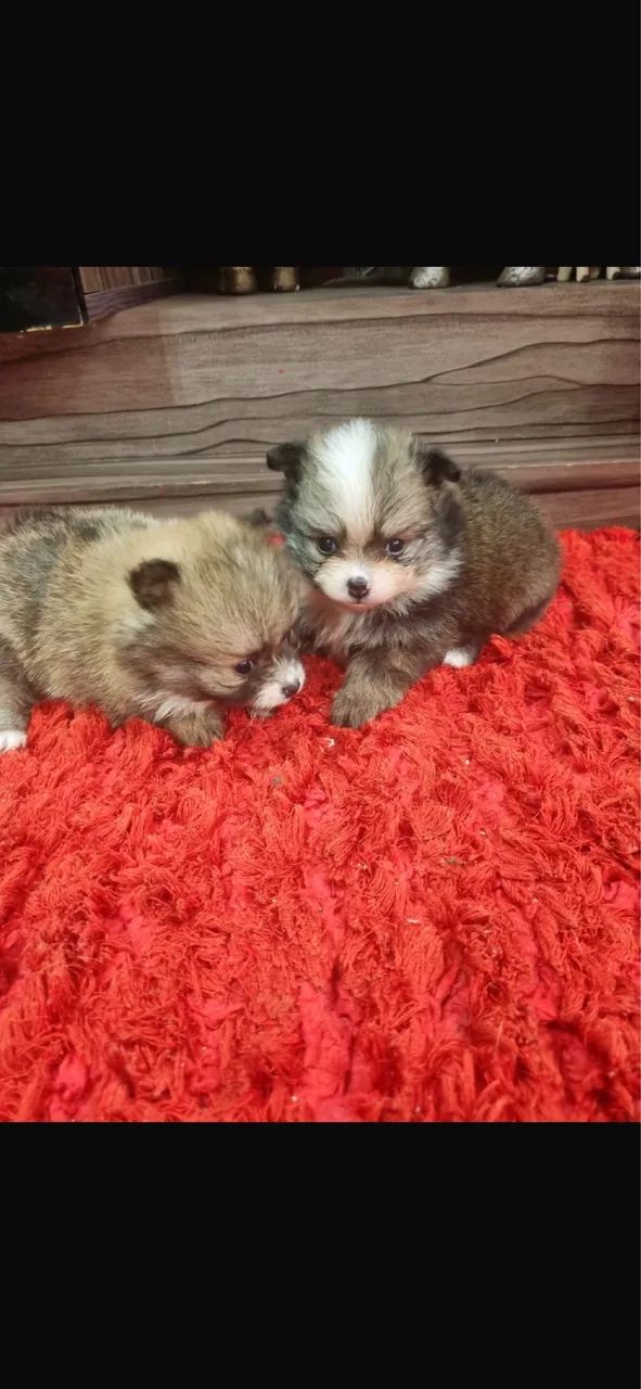 SPITZ ALEMÃO BOLINHA DE PELO - Foto 4