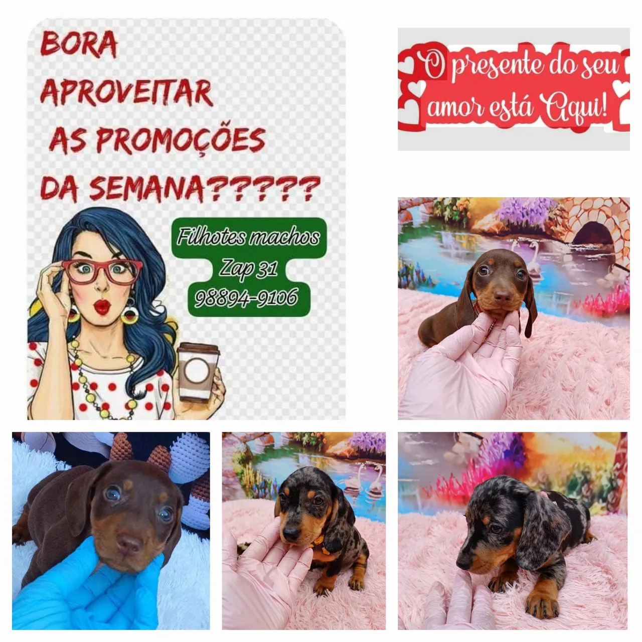 Filhote macho Basset Dachshund cor chocolate T.anao