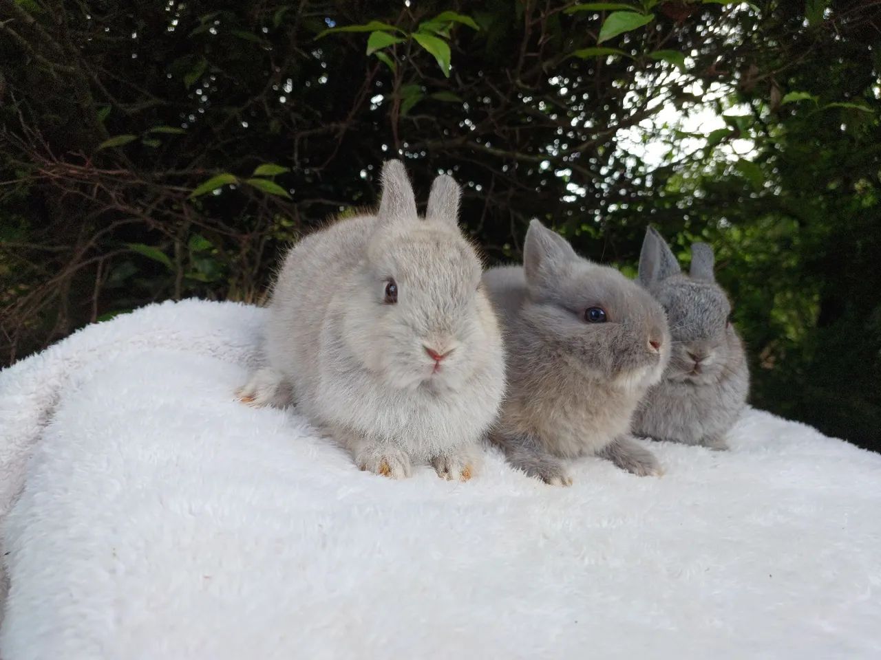 Coelho anão netherland  - Foto 2