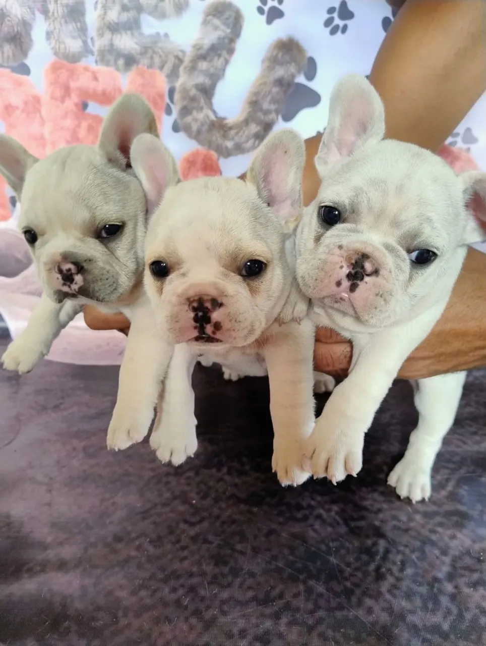 Filhotes de Bulldog Francês Lindos e Saudáveis!