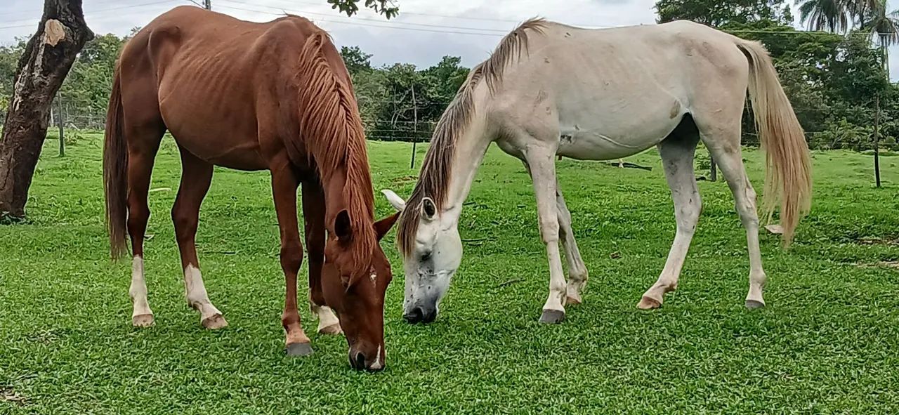 Potros 1/2 sangue quartos de milha trabalho/esporte - Foto 2