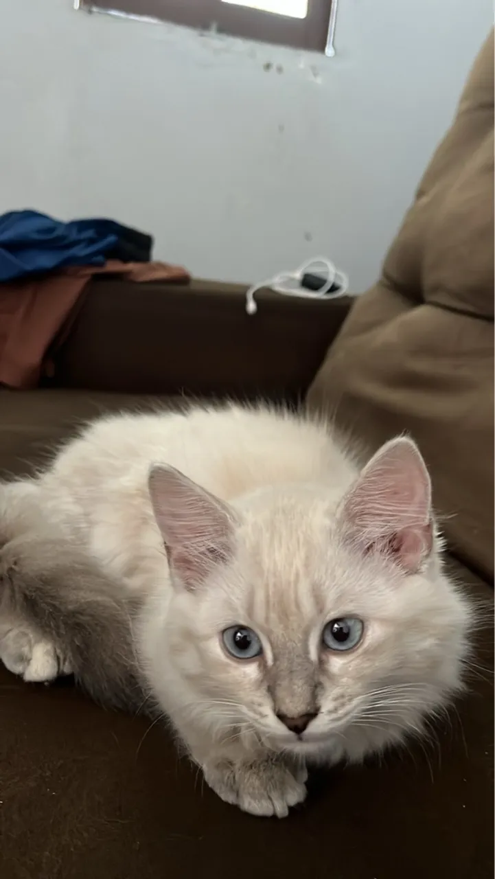 Gatinha para adoção