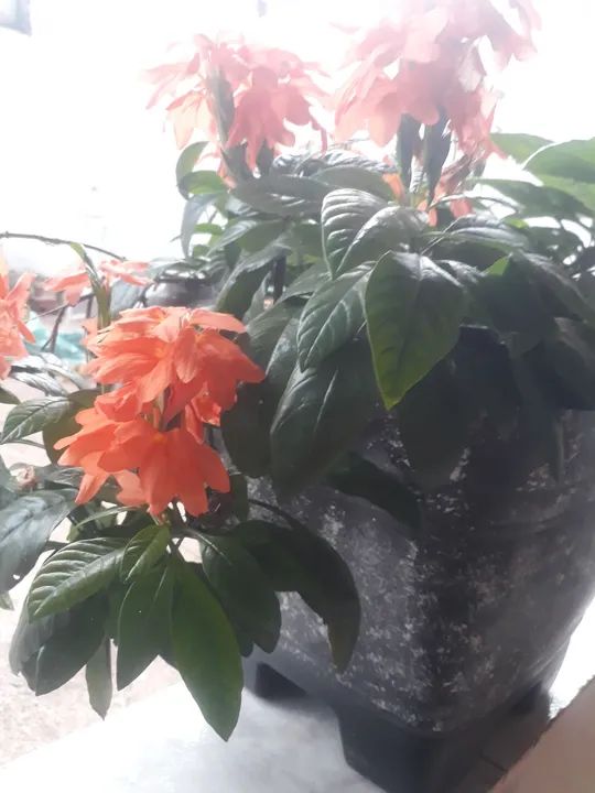 Planta de Jardim com Flores Laranjas