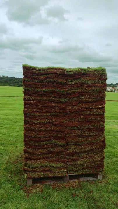 Gramas Esmeralda e Grama São Carlos Plus