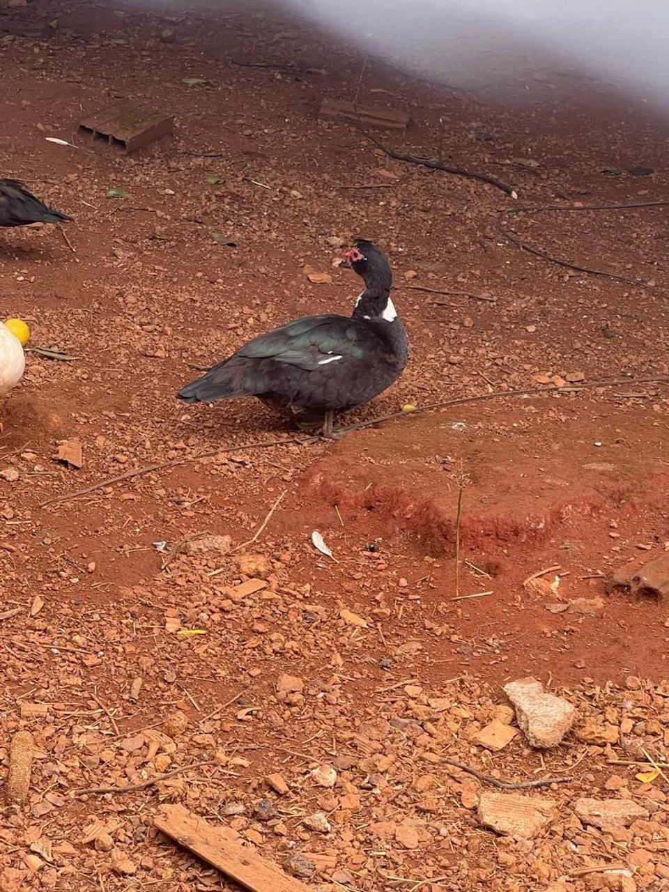Casal de patos mansos - Foto 2