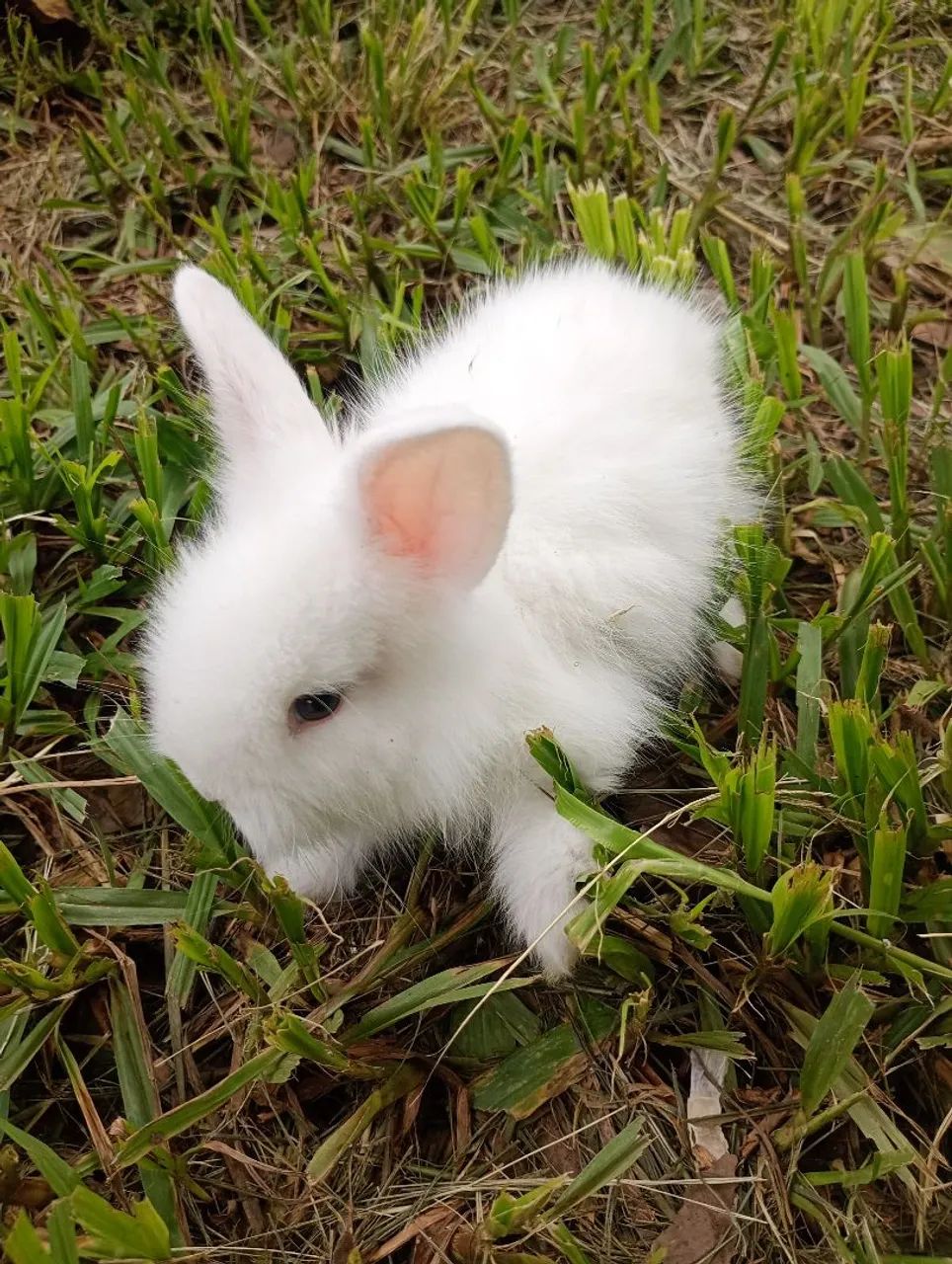 Filhotes de coelho mini Lion  - Foto 3