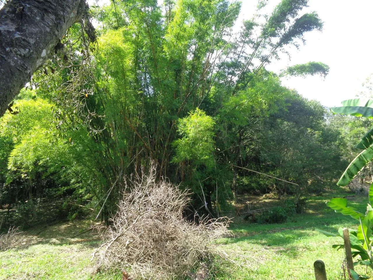 Imóvel para venda com 109000 metros quadrados em Ratones - Florianópolis - SC - Foto 3