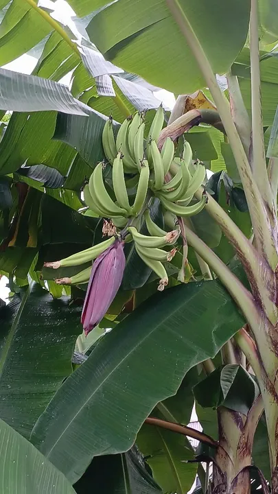 Muda de Bananeira comprida e banana maçã