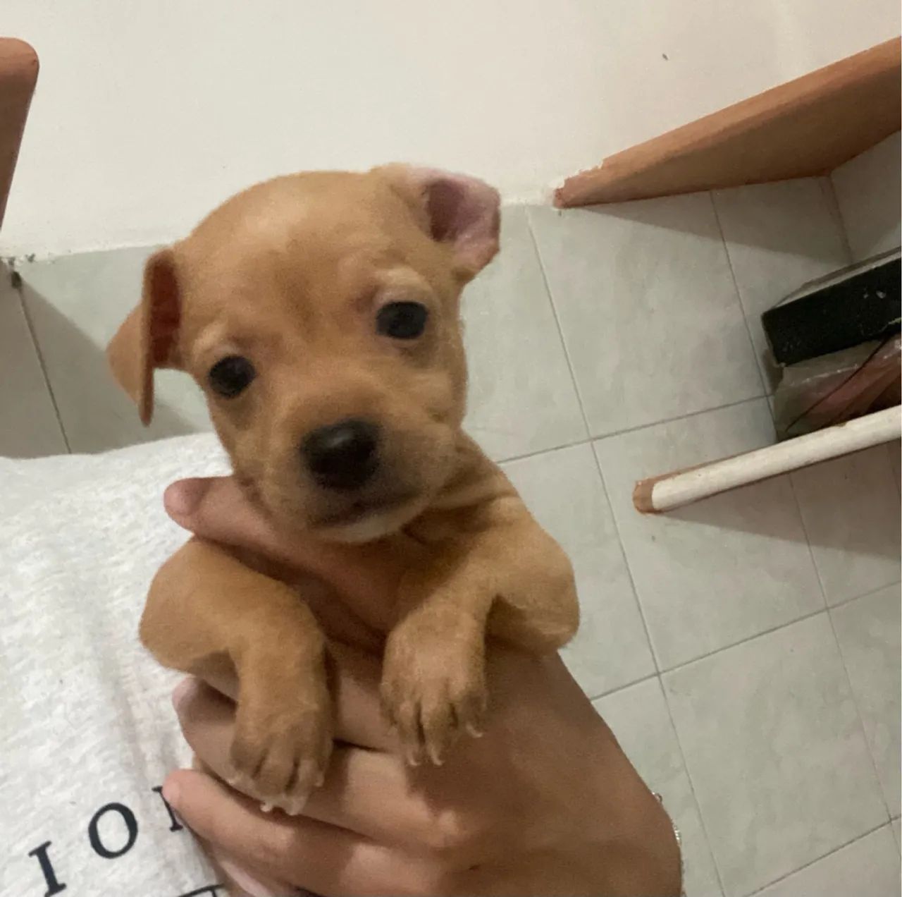 Pinscher 2 fêmea 
