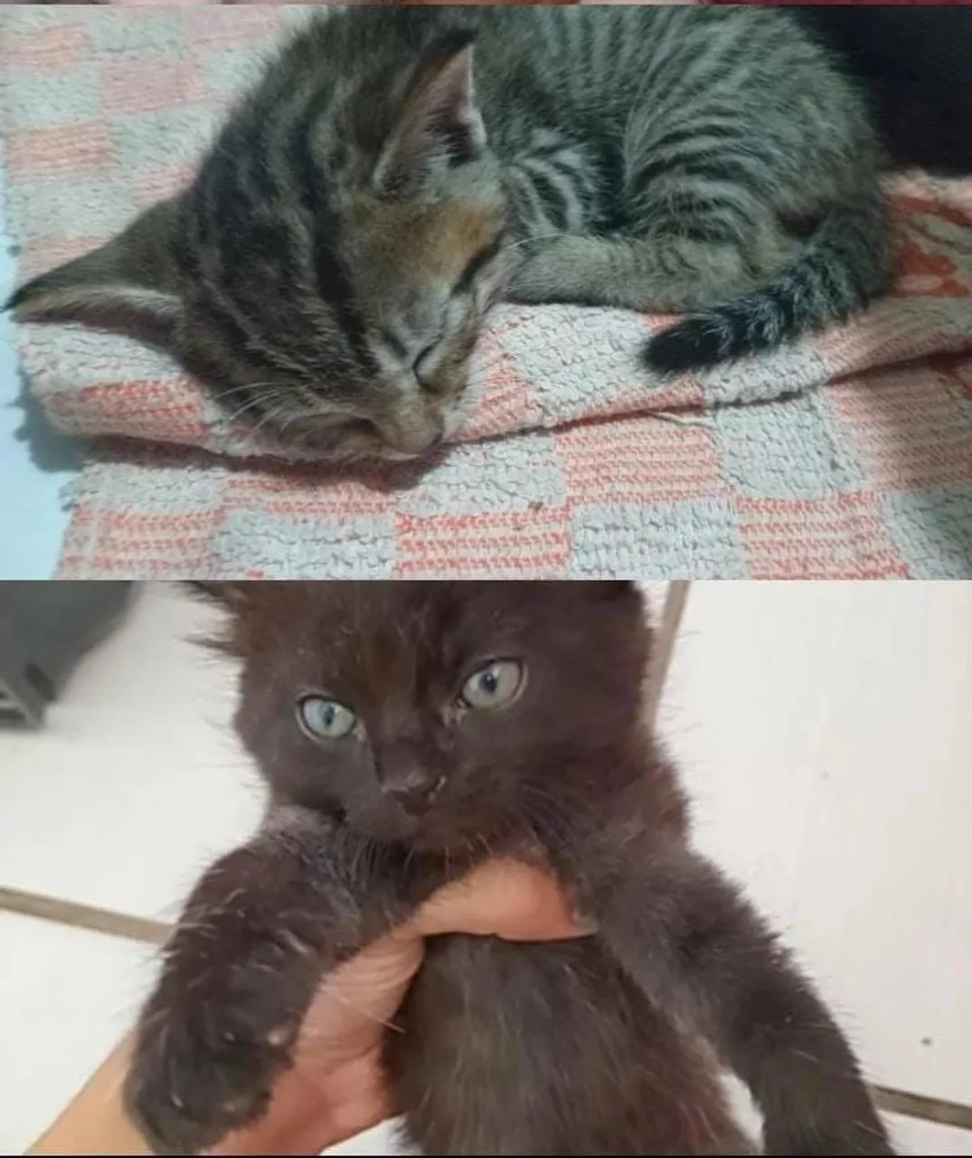 Filhotes de gato para adoção responsável !!