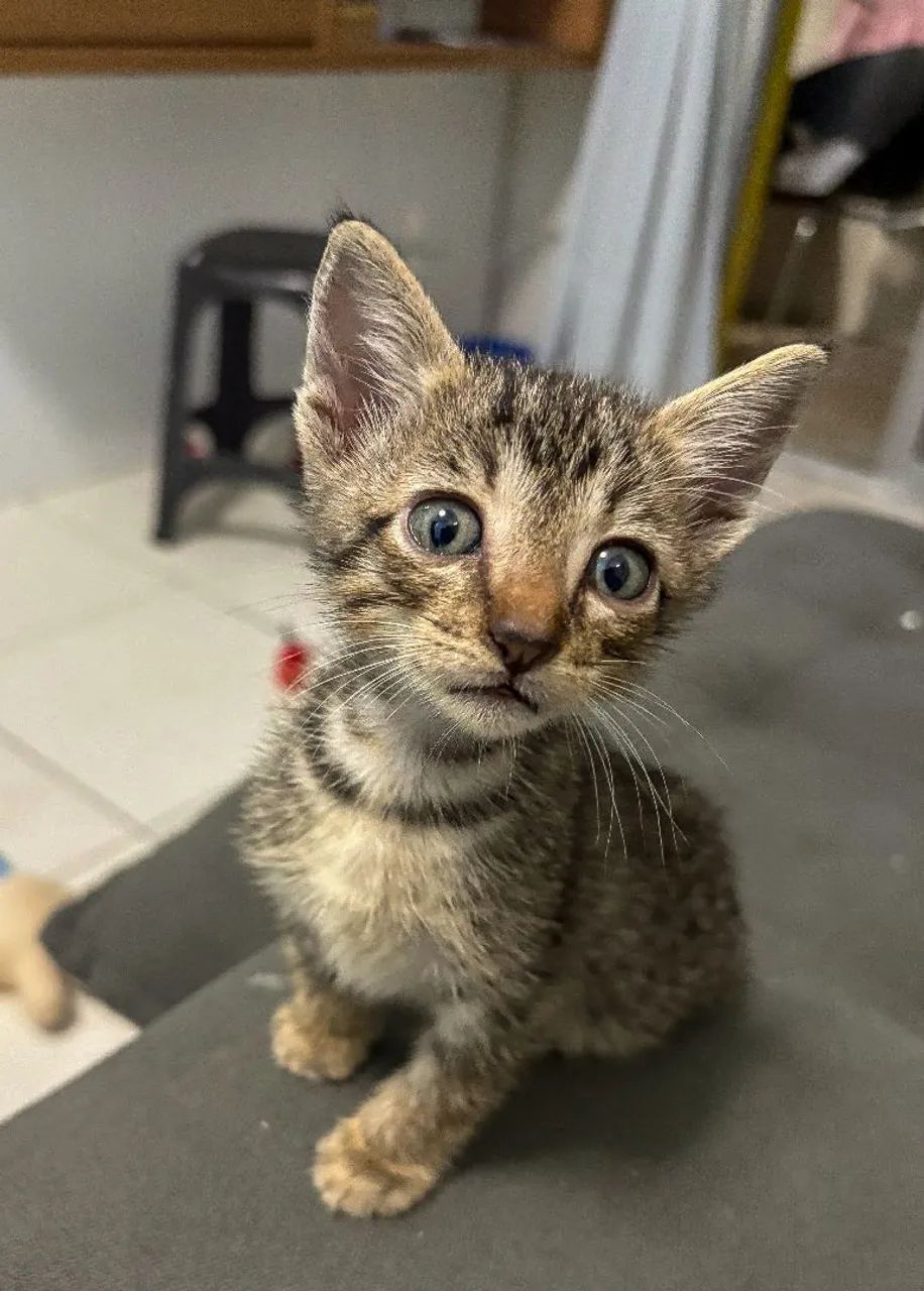 Gatinhos filhotes para adoção