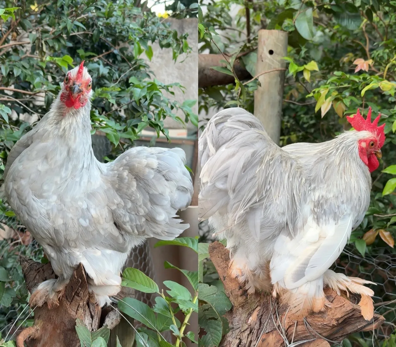 Casal galinha Mini Cochin