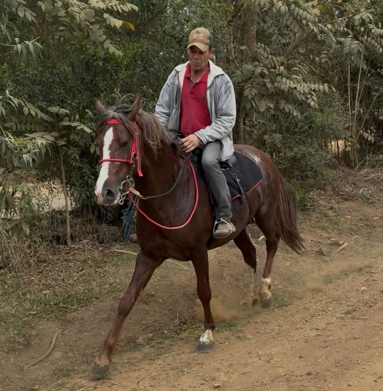 Mangalarga Paulista, 7 anos - Foto 3