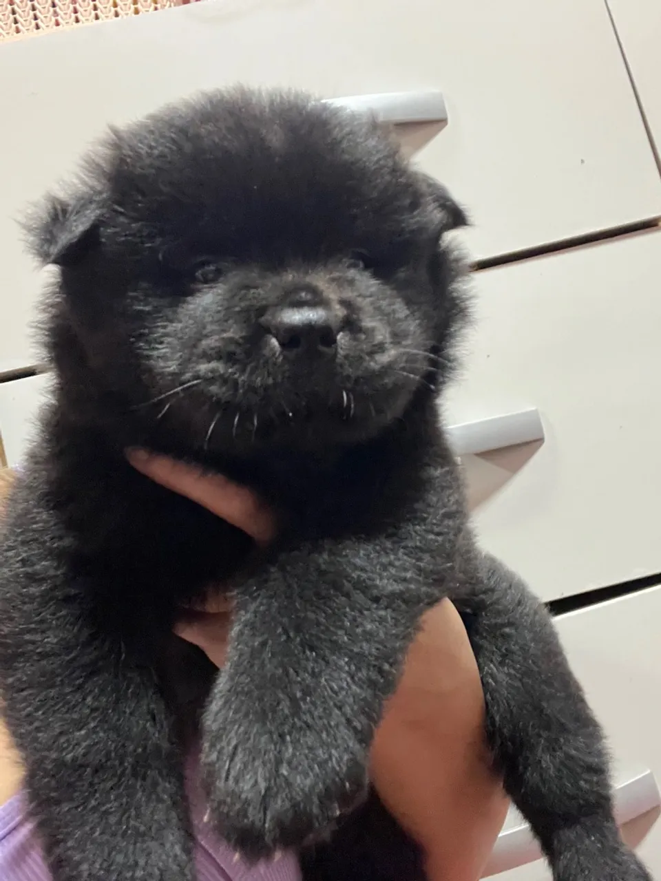 Filhote de Chow Chow disponível