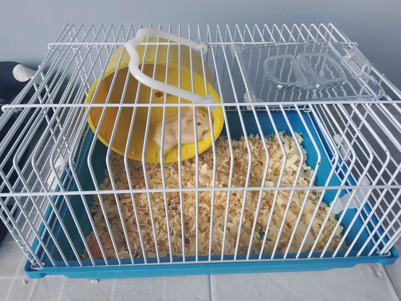 Hamster64961617406082122