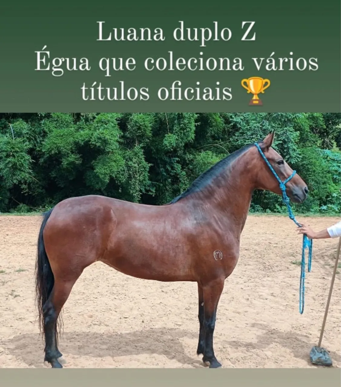Égua registrada de marcha batida, excelente oportunidade!