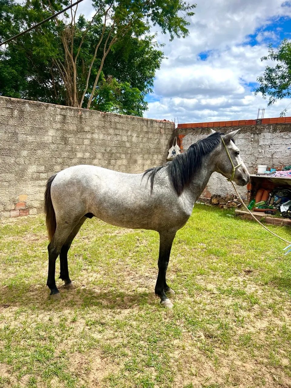 Potro 2 anos e meio. Manso e ativo.  - Foto 2