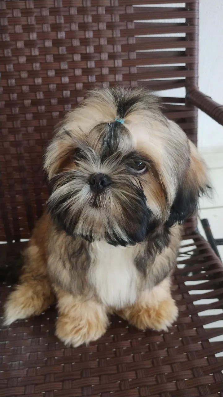 Vendo um lindo filhotinho de Shitzu macho