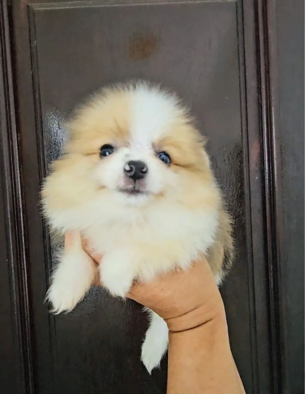 Spitz alemão anão Lulu da pomerãnia filhotes  - Foto 3