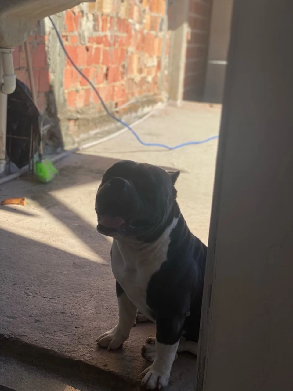 Filhote American Bully - Foto 3