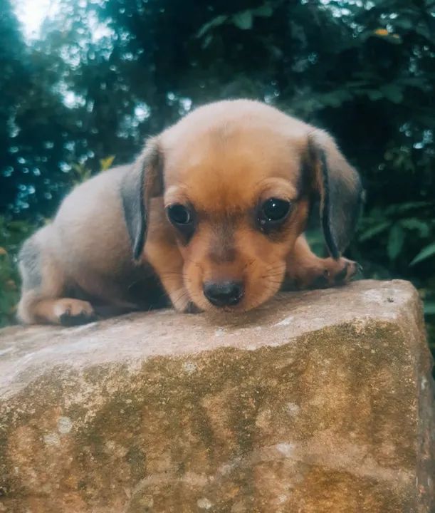 Filhote de Dachshund - Foto 6