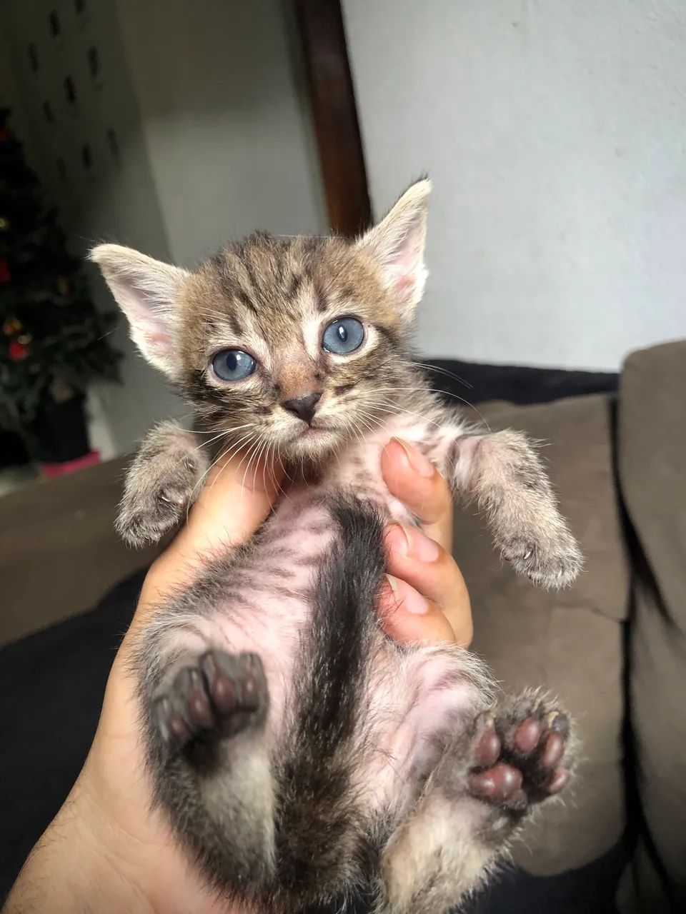 ADOÇÃO RESPONSÁVEL  - Foto 5