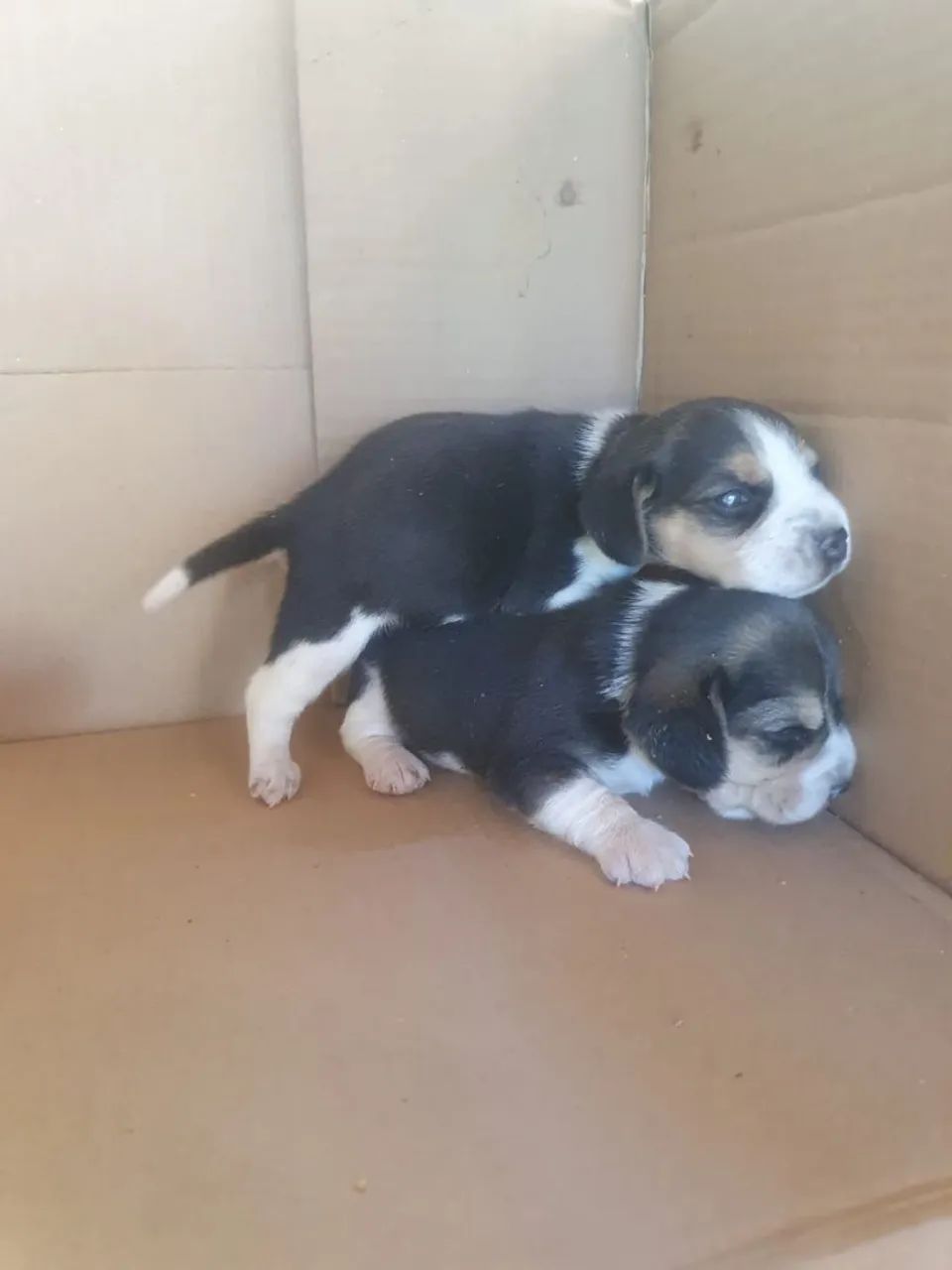 Filhotes de Beagle puros de raça. Pai e mãe  puros da raça beagle  - Foto 2