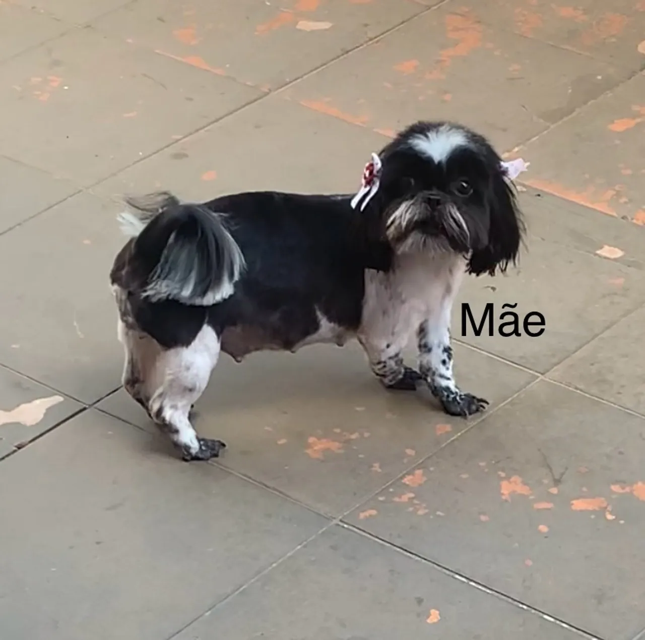 Baby Shih Tzu