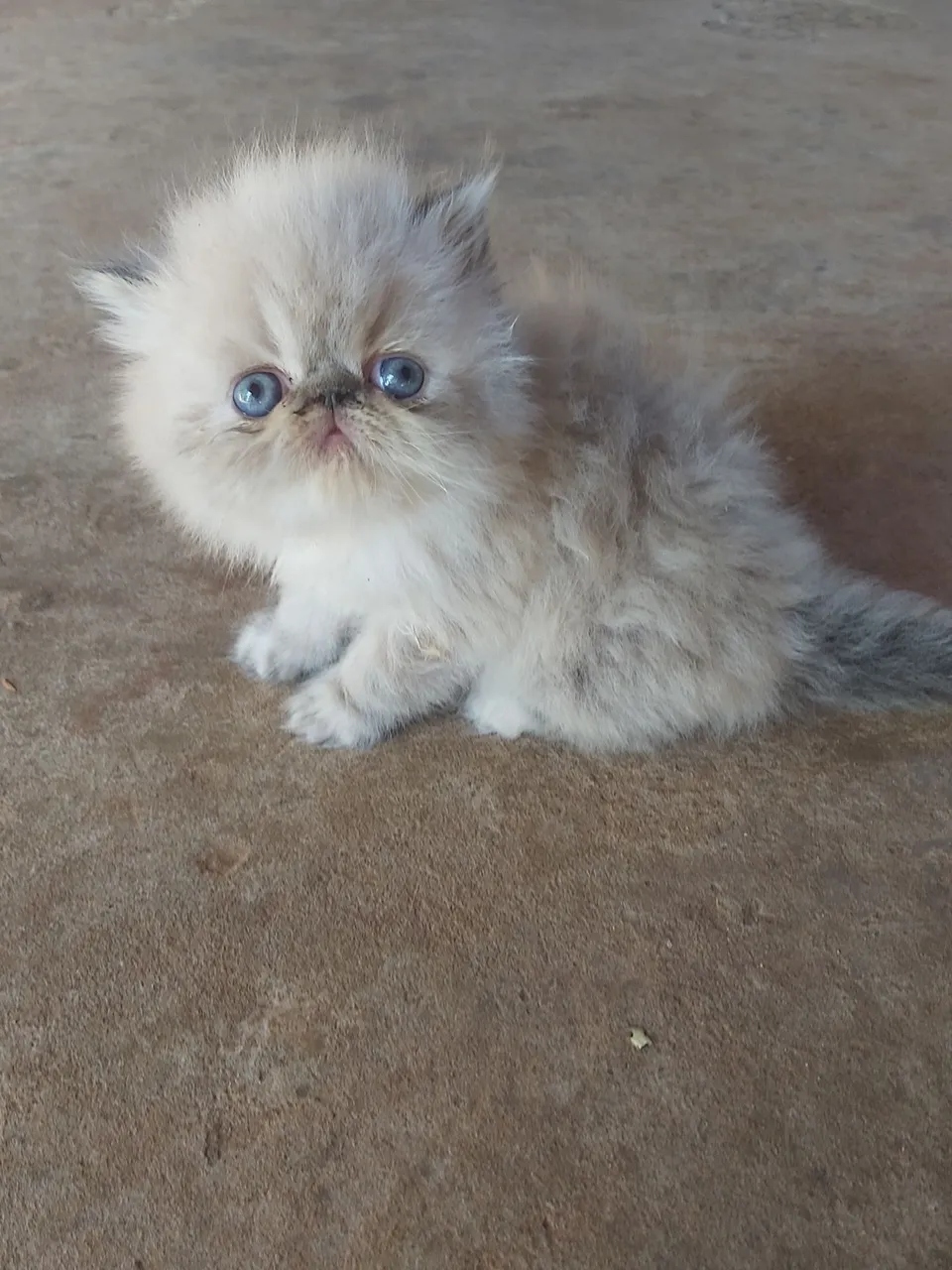 Filhote de Gato Persa Show Lindos
