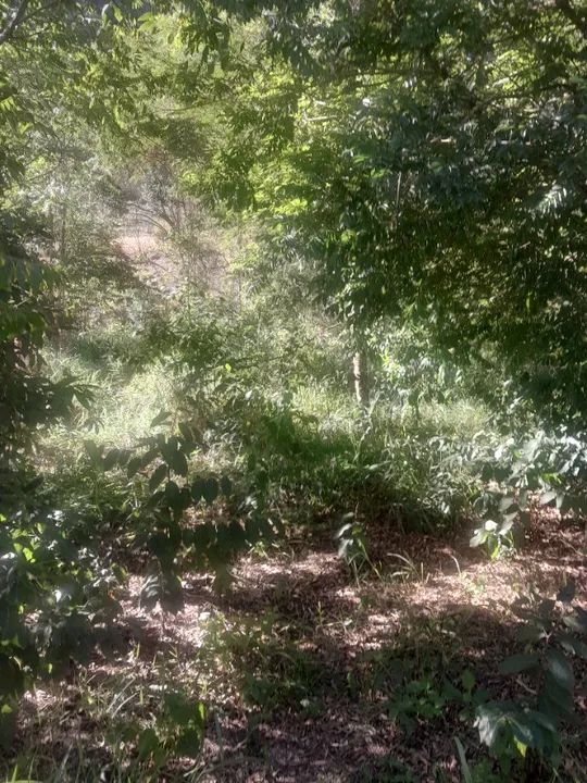 Otimo terreno em nova friburgo 1500 metros - Foto 3