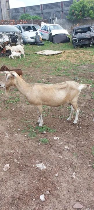 Cabra jovem de primeira cria . - Foto 2