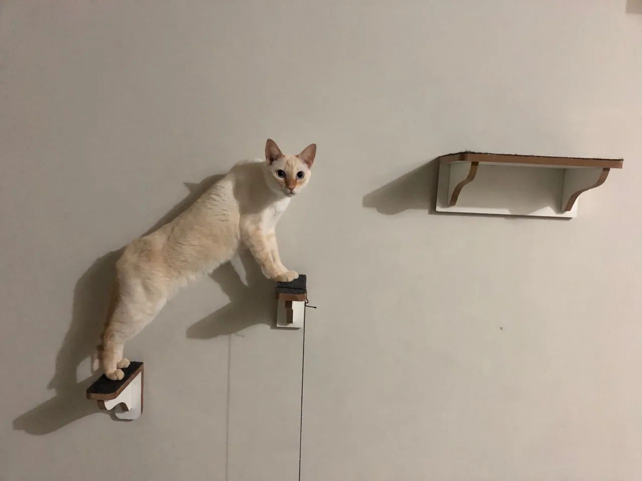 Playground para gatos - Decoração e diversão! - Foto 4