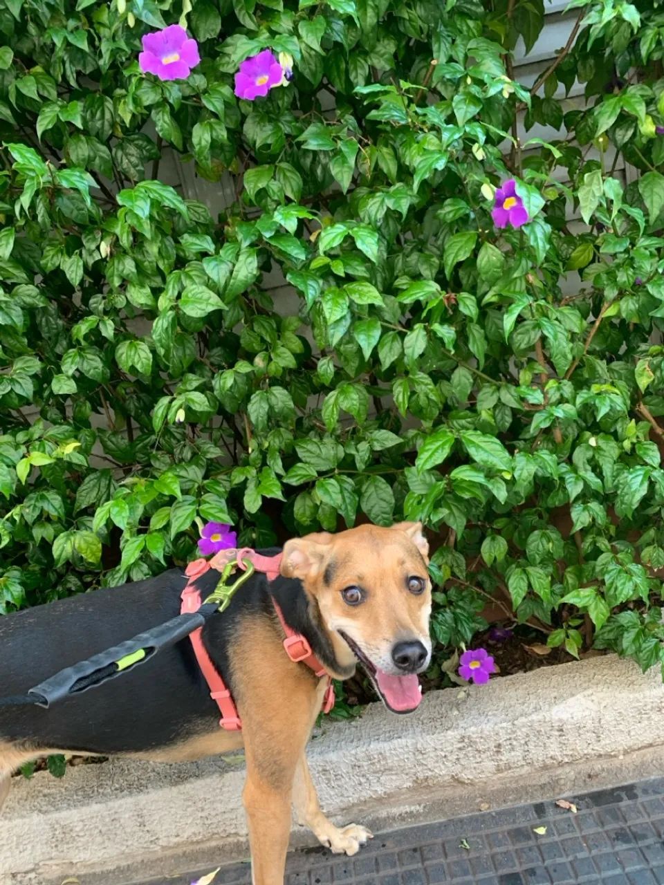 Passeador de cães (Dog Walker) - Foto 4