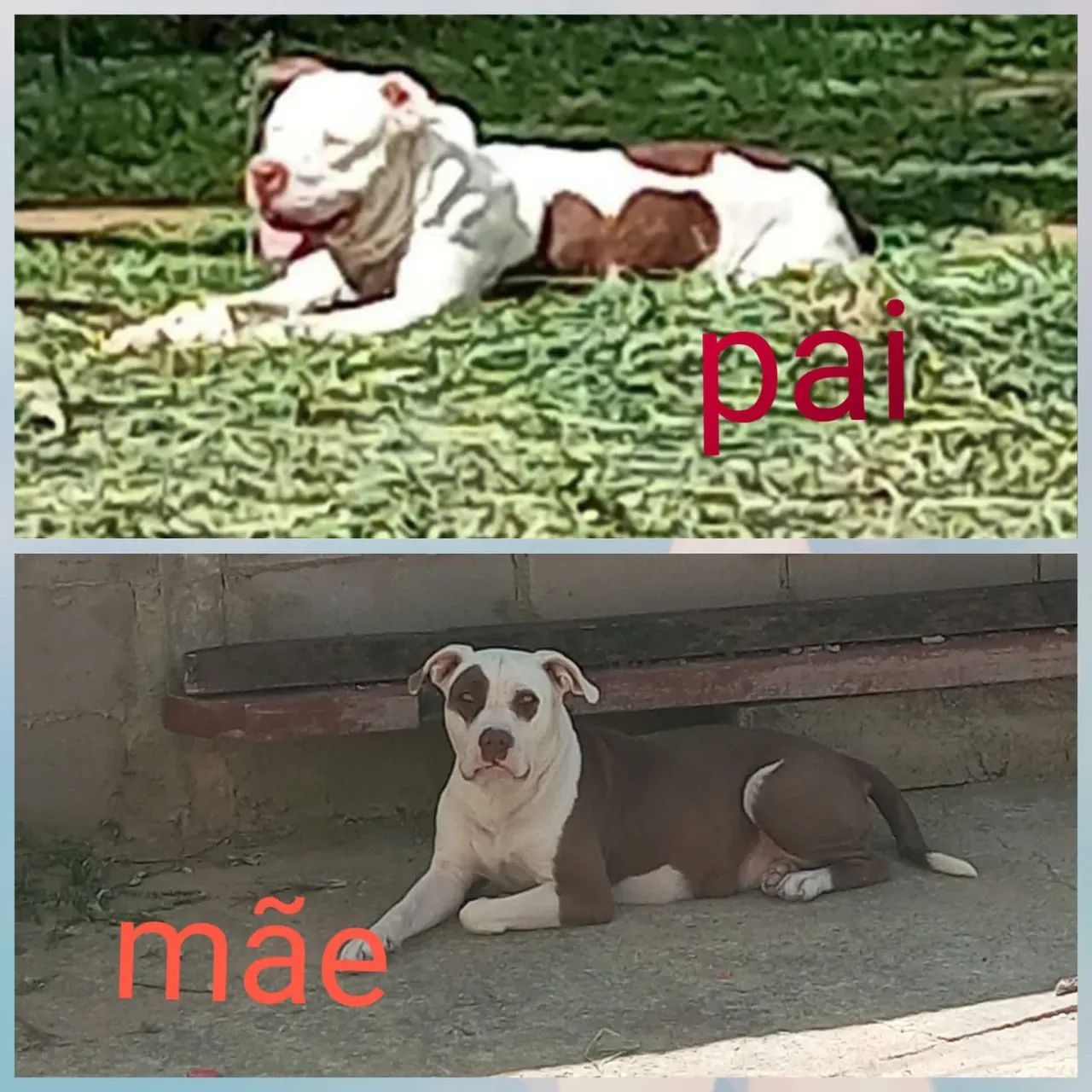 Pitbull 