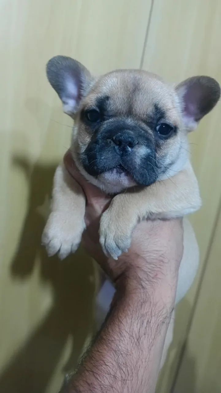 Bulldog Francês  - Foto 4