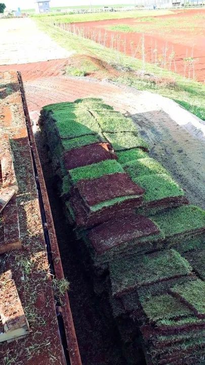 Gramas Esmeralda e Grama São Carlos Plus - Foto 3