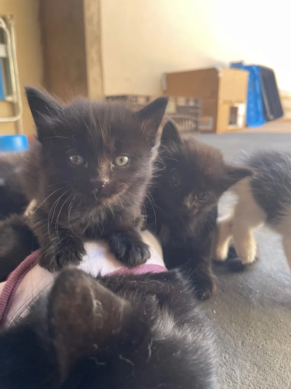 Gatos