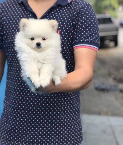 Spitz Alemão Todas as raças com ganratia total de saude e veterinario gratuito.