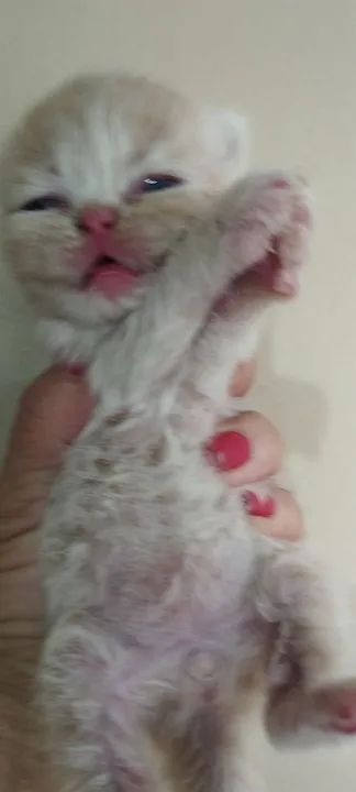 Gatinho persa  - Foto 3