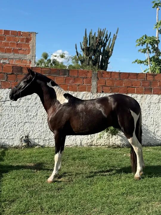 Pampa de Preto  - Foto 5