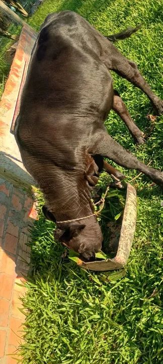 Terneira 10 meses  - Foto 3