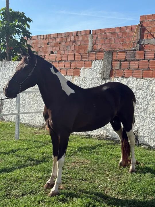 Pampa de Preto  - Foto 4