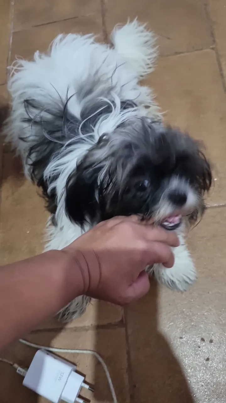 Shih Tzu filhote