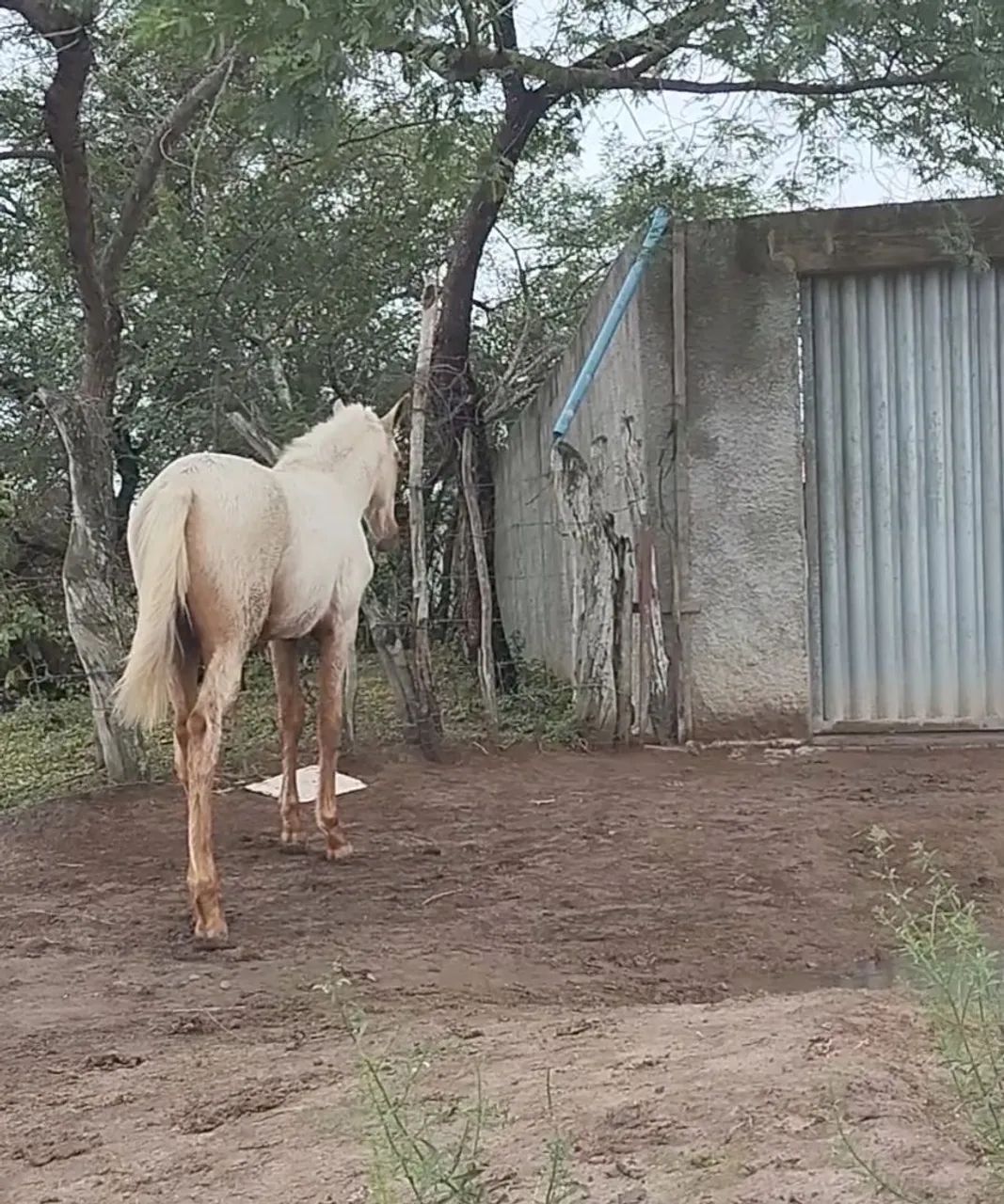 Potro baio com seis meses . - Foto 4