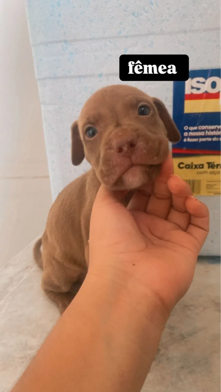 Filhote de Pitbull fêmea