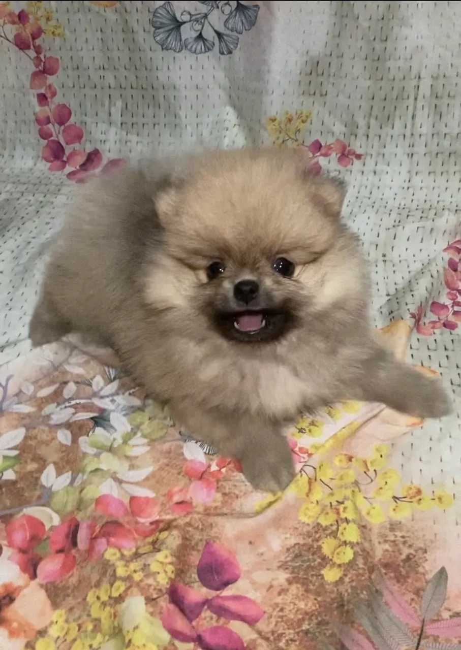 Lindos Filhote De Spitz Alemão Anão Padrão Ursinho