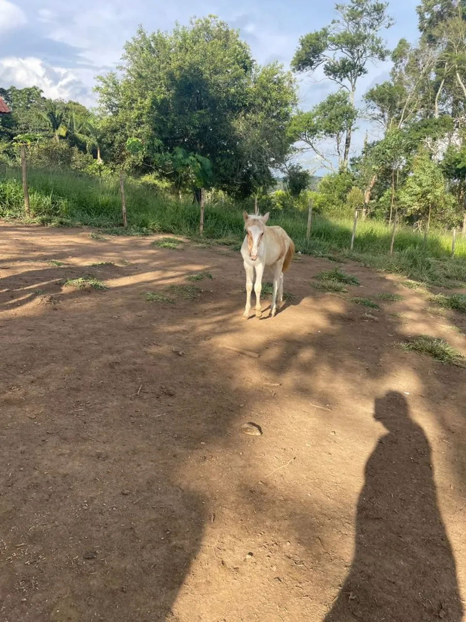 Potra linda  à venda